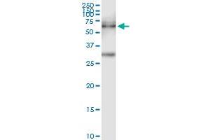 Image no. 1 for anti-Protein Kinase, Membrane Associated tyrosine/threonine 1 (PKMYT1) (AA 1-499) antibody (ABIN948771)