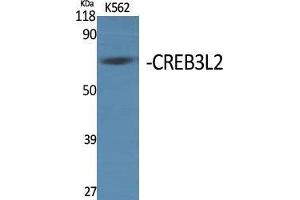 Image no. 2 for anti-CAMP Responsive Element Binding Protein 3-Like 2 (CREB3L2) (Internal Region) antibody (ABIN3184082)