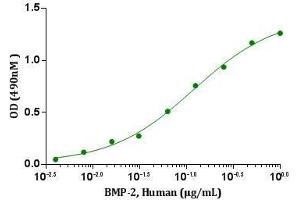 BMP-2, Human induced alkaline phosphatase production in ATDC-5 cells.