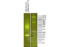 Cleavage Under Targets and Release Using Nuclease (CUT&RUN) image for anti-Transcription Factor 7-Like 2 (T-Cell Specific, HMG-Box) (TCF7L2) antibody (ABIN6945139)
