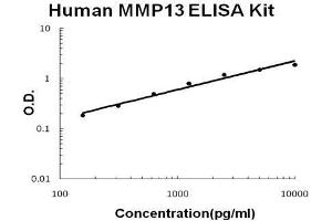 Image no. 1 for Matrix Metallopeptidase 13 (Collagenase 3) (MMP13) ELISA Kit (ABIN921071)
