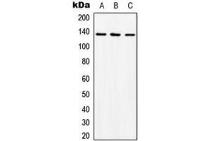 Image no. 1 for anti-C-Abl Oncogene 1, Non-Receptor tyrosine Kinase (ABL1) (C-Term) antibody (ABIN2704441)