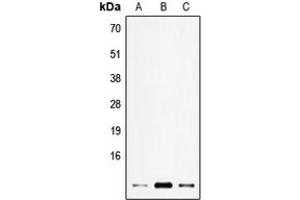 Western blot analysis of ELOF1 expression in HEK293T (A), SP2/0 (B), H9C2 (C) whole cell lysates.