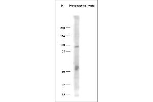 Image no. 1 for anti-Toll-Like Receptor 9 (TLR9) (Cytoplasmic Domain) antibody (ABIN571376)