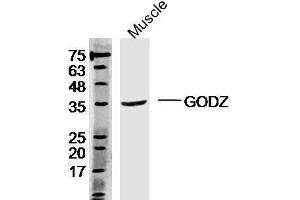 Image no. 1 for anti-Zinc Finger, DHHC-Type Containing 3 (ZDHHC3) (AA 230-327) antibody (ABIN1385876)