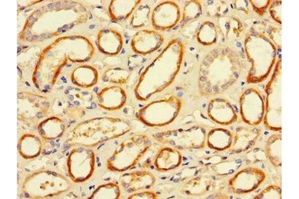 FCGR2A antibody  (AA 241-317)