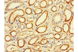 Immunohistochemistry of paraffin-embedded human kidney tissue using ABIN7158537 at dilution of 1:100