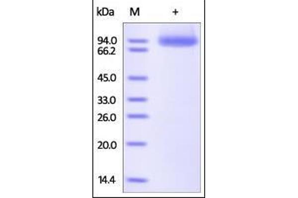 Neuropilin 1 (NRP1) (AA 22-644) (Active) protein (His tag)