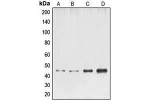 Image no. 2 for anti-ELK1, Member of ETS Oncogene Family (ELK1) (N-Term) antibody (ABIN2707493)