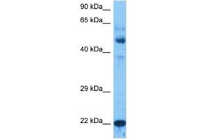 Image no. 1 for anti-Methyltransferase Like 11A (METTL11A) (N-Term) antibody (ABIN5517579)