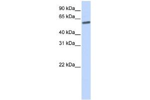 Image no. 1 for anti-SUMO/sentrin Specific Peptidase 3 (SENP3) (N-Term) antibody (ABIN2786148)