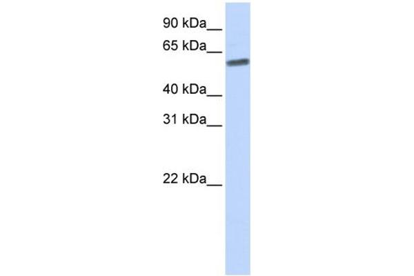 SENP3 antibody  (N-Term)