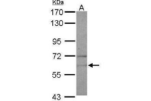 WB Image Sample (30 ug of whole cell lysate) A: U87-MG 7.