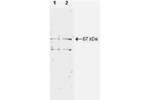 Western blot using  Protein A Purified anti-NRF1 antibody shows detection of a 67-kDa band corresponding to human NRF1 in a (lane 1) HeLa nuclear extract and (lane 2) whole cell lysate (molecular weight marker not shown).