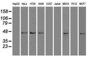 Image no. 3 for anti-SRY (Sex Determining Region Y)-Box 17 (SOX17) (AA 177-414) antibody (ABIN1491030)