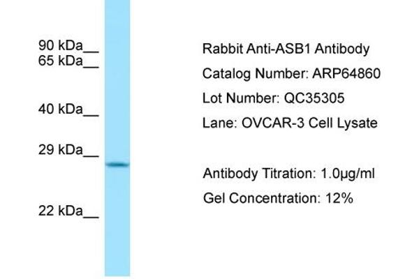 ASB1 Antikörper  (C-Term)