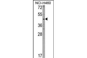 KYNU antibody  (C-Term)