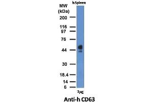 Image no. 1 for anti-CD63 (CD63) antibody (ABIN6941230)