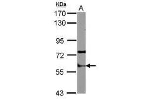 Image no. 2 for anti-Staufen Double-Stranded RNA Binding Protein 1 (STAU1) (AA 86-308) antibody (ABIN1501204)