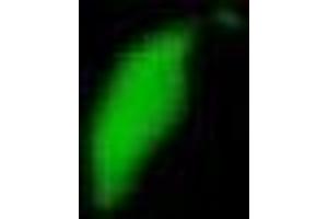 Image no. 1 for anti-Sperm Equatorial Segment Protein 1 (SPESP1) (AA 311-325) antibody (ABIN2452127)