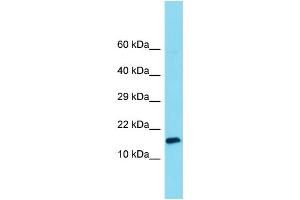 Image no. 1 for anti-Mitochondrial Nucleoid Factor 1 (MNF1) (C-Term) antibody (ABIN2791217)