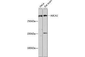 ABCA2 抗体  (AA 2307-2466)