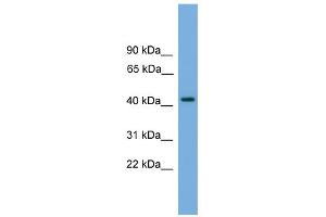 anti-Paralemmin (PALM) (N-Term) antibody