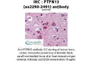 Image no. 1 for anti-Protein tyrosine Phosphatase, Non-Receptor Type 13 (APO-1/CD95 (Fas)-Associated Phosphatase) (PTPN13) (AA 2290-2491) antibody (ABIN2852377)