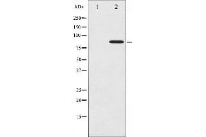 Image no. 3 for anti-Cortactin (CTTN) (pTyr466) antibody (ABIN6256746)
