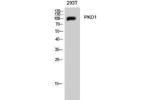 Image no. 1 for anti-Polycystic Kidney Disease 1 (Autosomal Dominant) (PKD1) (Thr312) antibody (ABIN3186482)