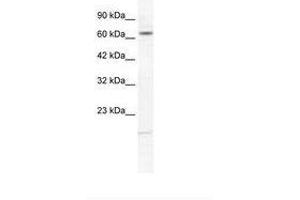 Image no. 2 for anti-Potassium Voltage-Gated Channel, Subfamily H (Eag-Related), Member 6 (KCNH6) (AA 173-222) antibody (ABIN202961)