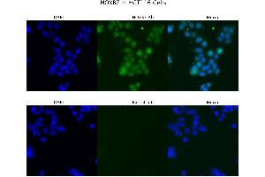 Image no. 1 for anti-Homeobox B7 (HOXB7) (C-Term) antibody (ABIN2775771)
