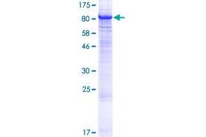 Image no. 1 for Protein Kinase C, zeta (PRKCZ) (AA 1-592) protein (GST tag) (ABIN1316280)