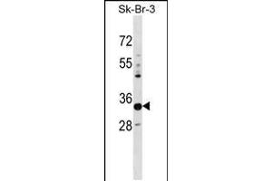 Image no. 1 for anti-Phytanoyl-CoA Dioxygenase Domain Containing 1 (PHYHD1) (AA 232-260), (C-Term) antibody (ABIN5538424)