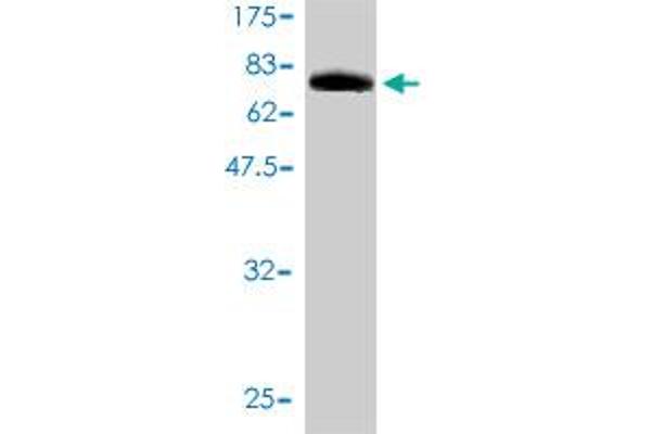 CRY1 antibody  (AA 1-586)