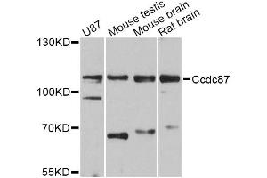 anti-Coiled-Coil Domain Containing 87 (CCDC87) antibody
