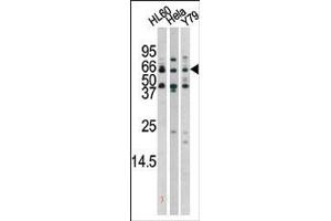 Image no. 1 for anti-RAD9 Homolog A (S. Pombe) (RAD9A) (pSer272) antibody (ABIN389631)