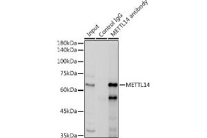 Immunoprecipitation analysis of 300 μg extracts of HepG2 cells using 3 μg METTL14 antibody (ABIN6131104, ABIN6143759, ABIN6143760 and ABIN6224625).