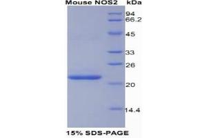 Image no. 1 for Nitric Oxide Synthase 2, Inducible (NOS2) (AA 43-213) protein (His tag) (ABIN1080381)