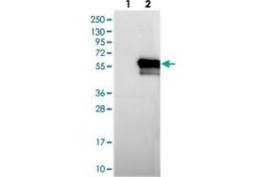 Image no. 1 for anti-MTOR associated protein, eak-7 homolog (MEAK7) antibody (ABIN5581840)