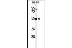 HS2ST1 Antikörper  (N-Term)