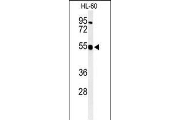 HS2ST1 Antikörper  (N-Term)