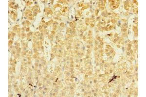 Immunohistochemistry of paraffin-embedded human adrenal gland tissue using ABIN7142443 at dilution of 1:100