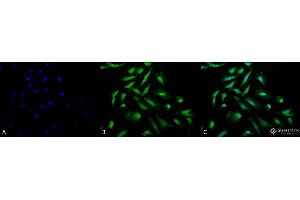 Image no. 1 for anti-Cell Division Cycle 37 Homolog (S. Cerevisiae) (CDC37) antibody (ABIN1027727)
