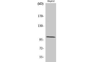 Western Blotting (WB) image for anti-Actinin, alpha 2/3 (ACTN2/3) (N-Term) antibody (ABIN3183163)