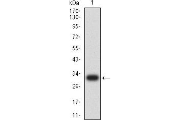 CD137 抗体  (AA 214-255)