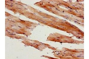 Immunohistochemistry of paraffin-embedded human skeletal muscle tissue using ABIN7160555 at dilution of 1:100