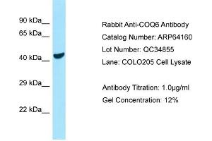 anti-Coenzyme Q6, Monooxygenase (COQ6) (C-Term) antibody