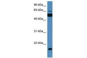 Image no. 1 for anti-Copine VII (CPNE7) (AA 413-462) antibody (ABIN6746397)