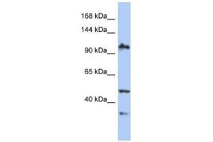 Image no. 1 for anti-XPA Binding Protein 2 (XAB2) (N-Term) antibody (ABIN928409)